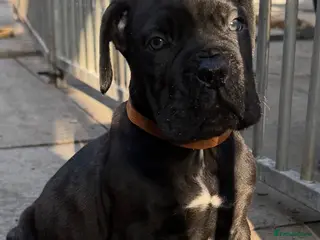 Cane Corso dogs PURE CANE CORSO PUPPIES FOR SALE !!!! - Advert 13