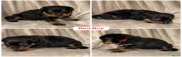 Rottweiler dogs for sale: ✨✨Beautiful Chunky Rottweiler Puppies✨✨ - Advert 10