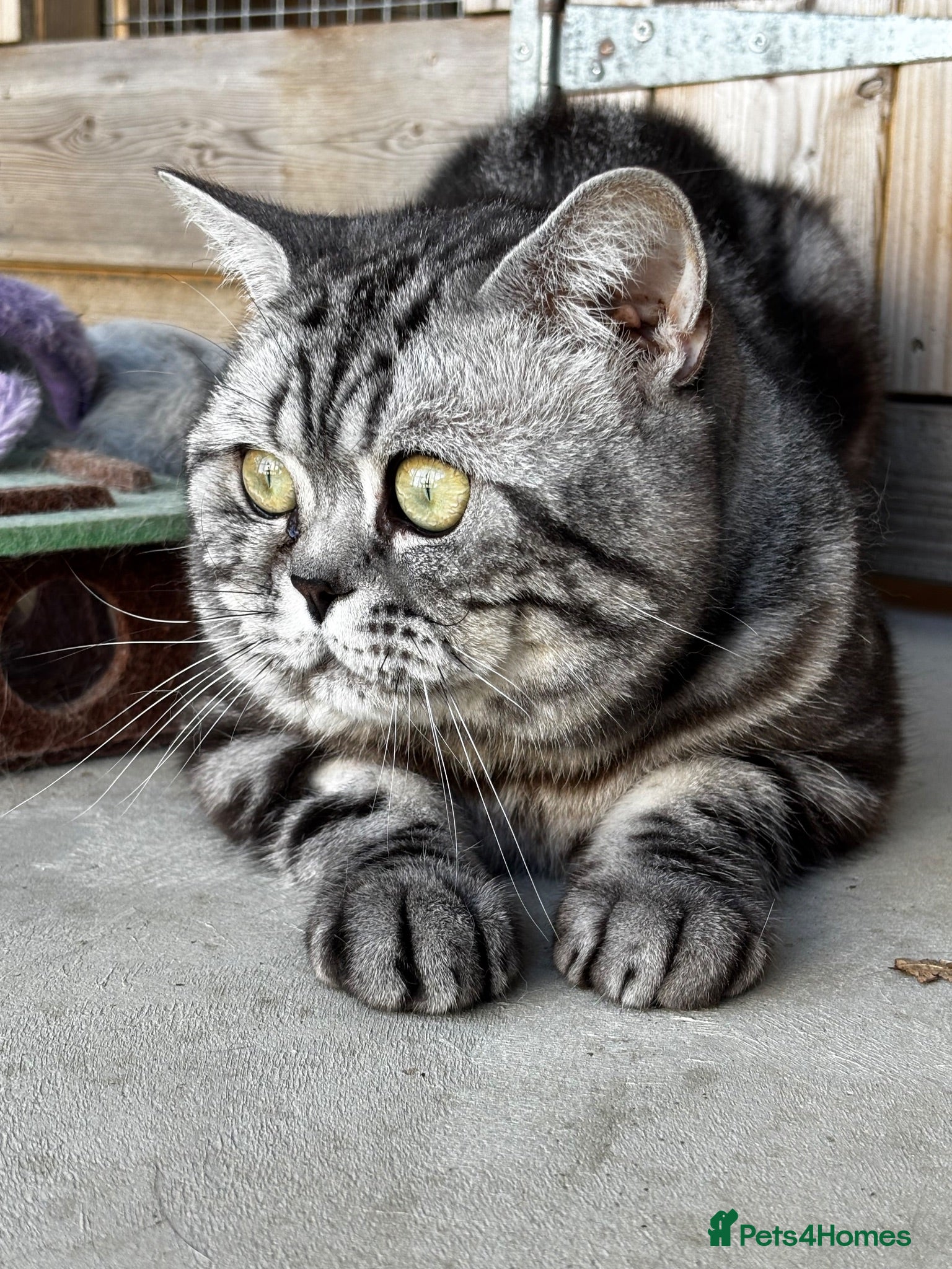 British Shorthair cats 💙 RETIRED PEDIGREE CHUNKY SILVER TABBY BSH BOY 💙 - Advert 1