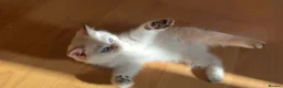 British Shorthair cats for sale: Full healthy vaccinated ready for a new home!!!! - Advert 9