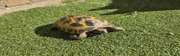 Tortoise reptiles for sale: Russian Tortoise + Enclosure in Nottingham - Advert 4