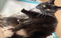 British Longhair cats for sale: 3/4 British longhair kittens - Image 15