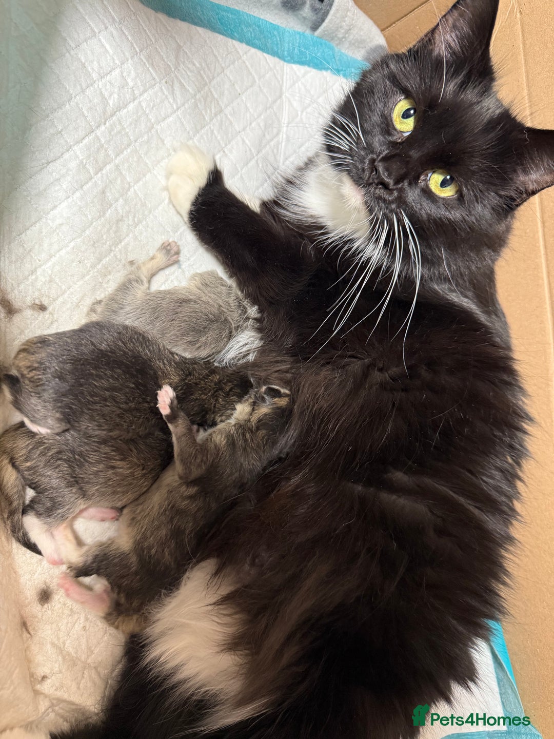 British Longhair cats for sale: 3/4 British longhair kittens - Image 15