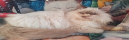 Ragdoll cats for sale: Mink & traditional Ragdolls - Advert 2