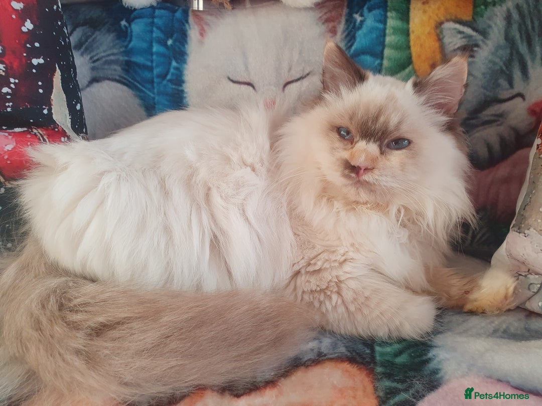 Ragdoll cats for sale: Mink & traditional Ragdolls - Advert 2