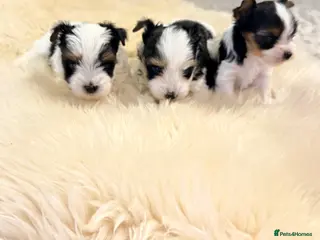 Yorkshire Terrier dogs Biewer terrier - Advert 7