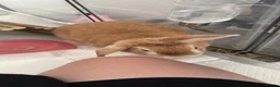 Mixed Breed rabbits for sale: Rabbit to go to a good home - Advert 3