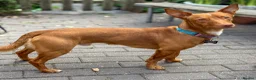 Mixed Breed dogs for adoption: Shadow - Podenco Maneto  in Birmingham - Advert 10