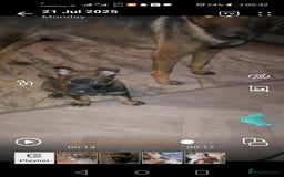 Belgian Shepherd Dog dogs for sale: Female Belgian malinois  - Image 2