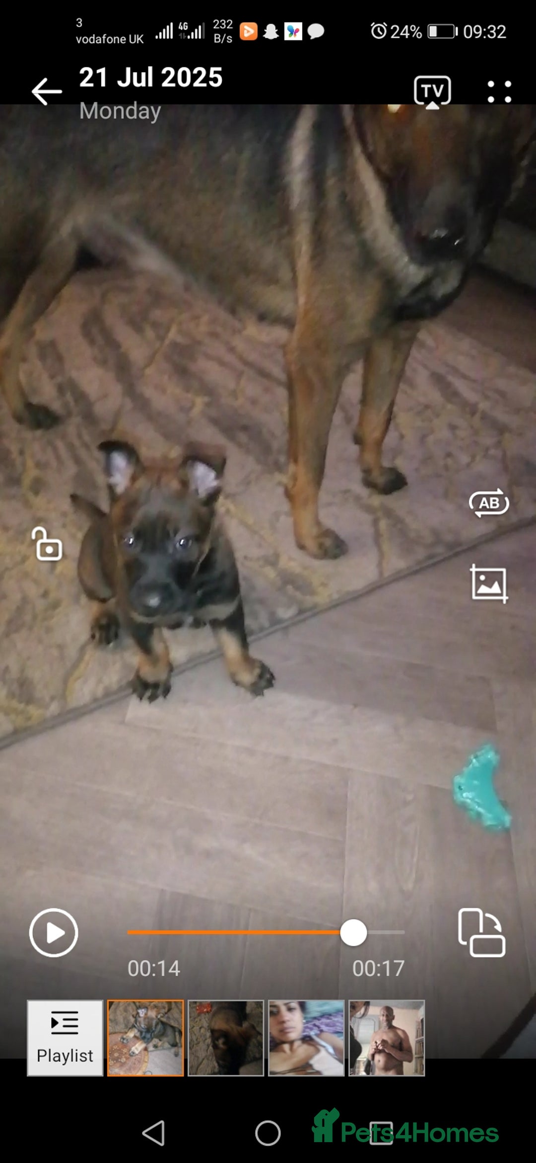 Belgian Shepherd Dog dogs for sale: Female Belgian malinois  - Image 2