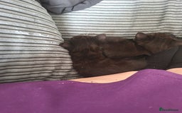 British Shorthair cats for sale: 3 beautiful kittens ready for forever homes - Image 9