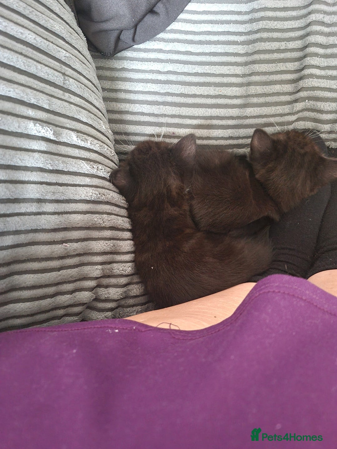 British Shorthair cats for sale: 3 beautiful kittens ready for forever homes - Image 9