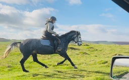 Hungarian warmblood horses for sale: Super 7 yr old mare (Hungarian import) - Image 3