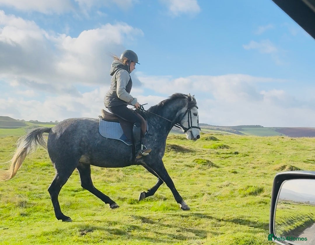 Hungarian warmblood horses for sale: Super 7 yr old mare (Hungarian import) - Image 3