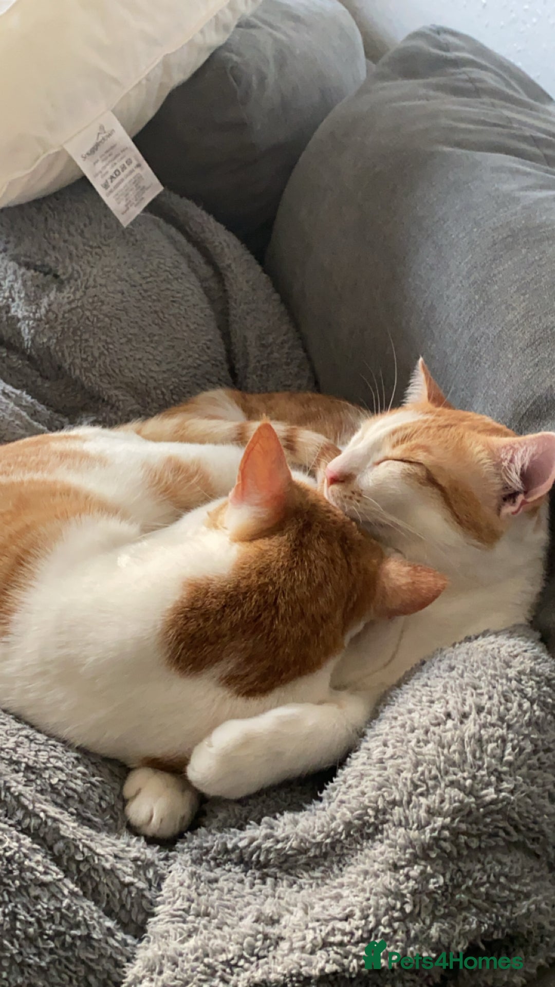 Arabian Mau cats for sale: 2 loving Sibling cats  - Advert 3