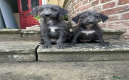 Bedlington Terrier dogs for sale: F1 Bedlington x Whippet puppies - Image 11
