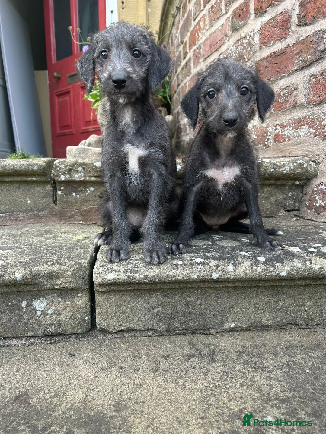 Bedlington Terrier dogs for sale: F1 Bedlington x Whippet puppies - Image 11