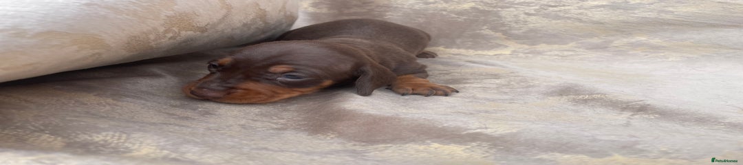 Dachshund Puppy 4