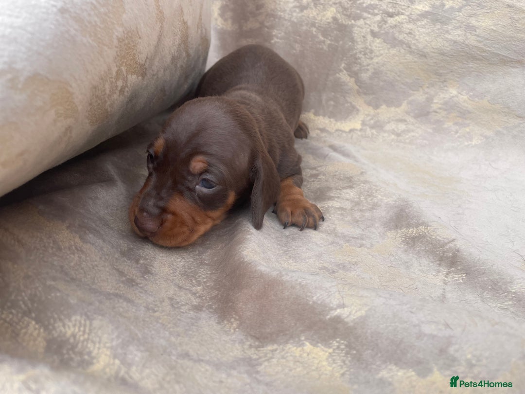 Dachshund dogs for sale: Dachshund puppies  - Image 6