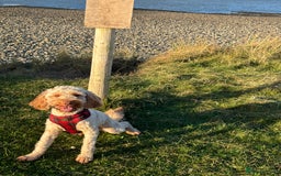 Cockapoo dogs for stud: Ralph 2 year old cockapoo stud £100 - Image 5