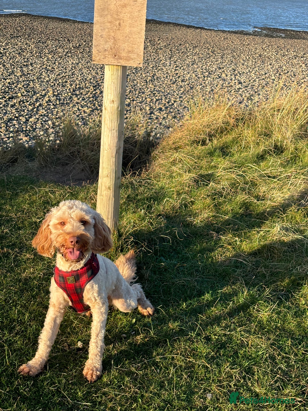 Cockapoo dogs for stud: Ralph 2 year old cockapoo stud £100 - Image 5
