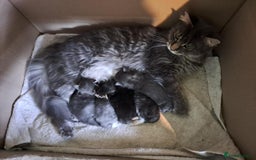 Maine Coon cats for sale: Maine Coon Kittens - Image 11