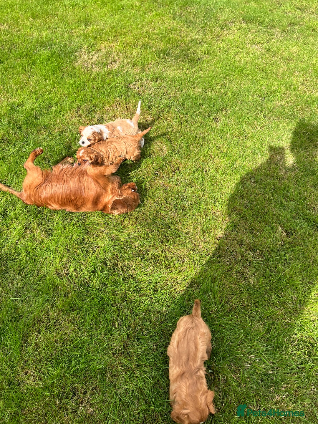 Cavalier King Charles Spaniel dogs for sale: HEALTH TESTED KC REG low co eff cavalier puppies - Image 8