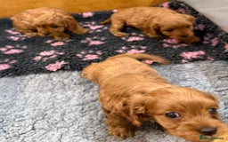 Cavapoo dogs for sale: Cavapoo puppies  - Image 2