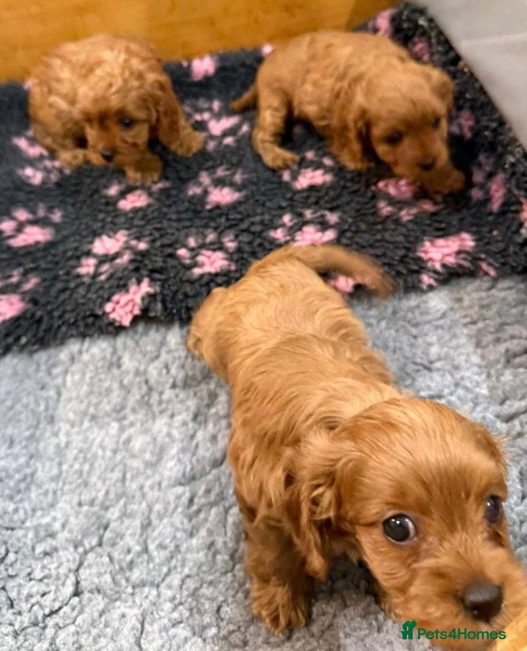 Cavapoo dogs for sale: Cavapoo puppies  - Image 2