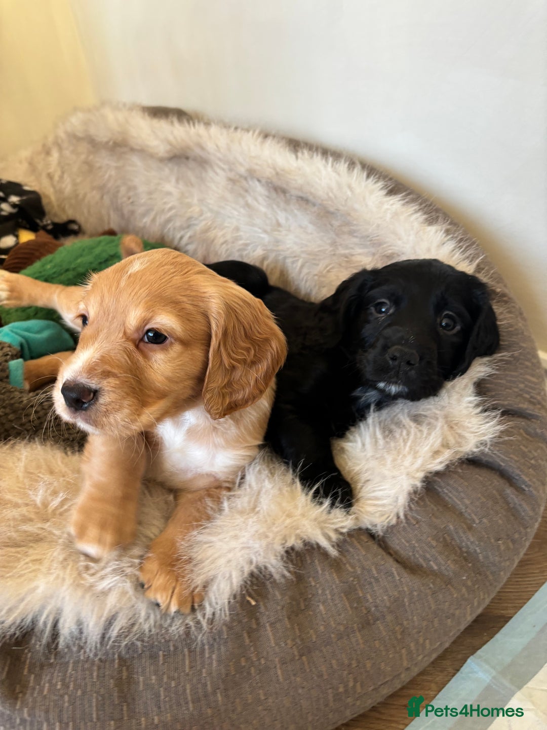 Cocker Spaniel dogs for sale: 1 Black Boy left Working Cocker Spaniel  - Advert 3