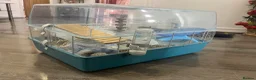 Hamster rodents for sale: Female Dwarf Hamster  in Leicester - Advert 2