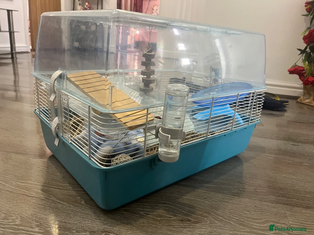 Hamster rodents for sale: Female Dwarf Hamster  in Leicester - Advert 2