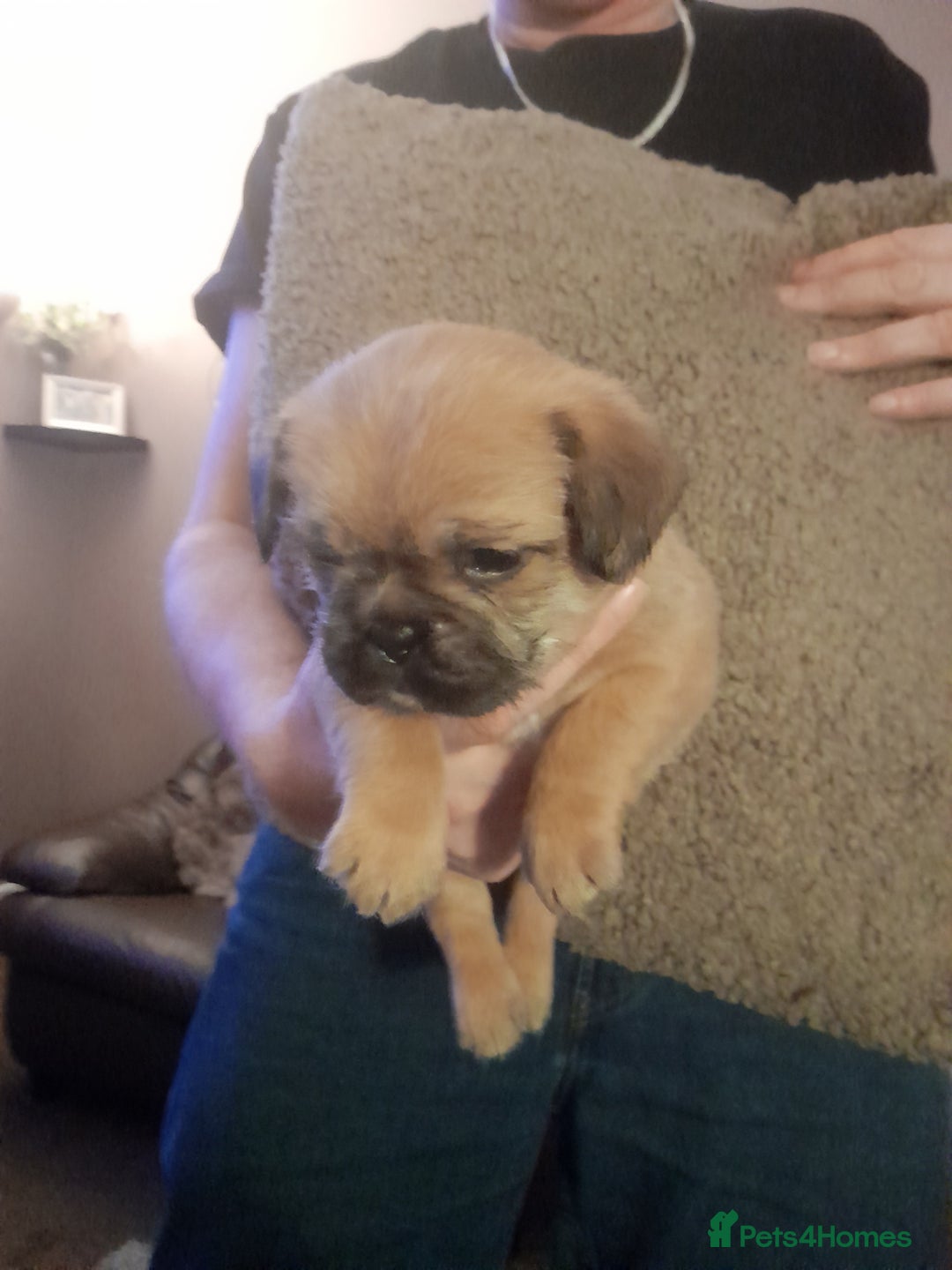Mixed Breed dogs for sale: French bulldog cross shih tzu puppies. - Advert 3