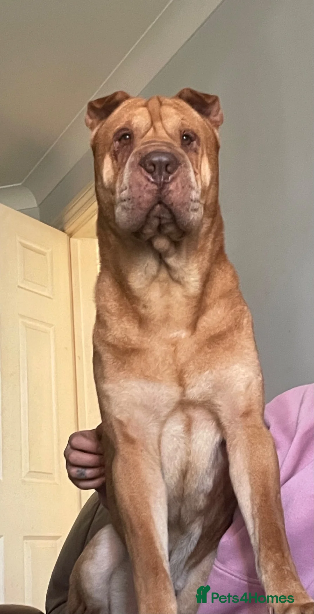 Mixed Breed dogs for sale: Shar Pei x Saluki Staff in Washington - Advert 2