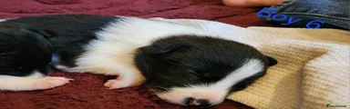 Border Collie Puppy 6