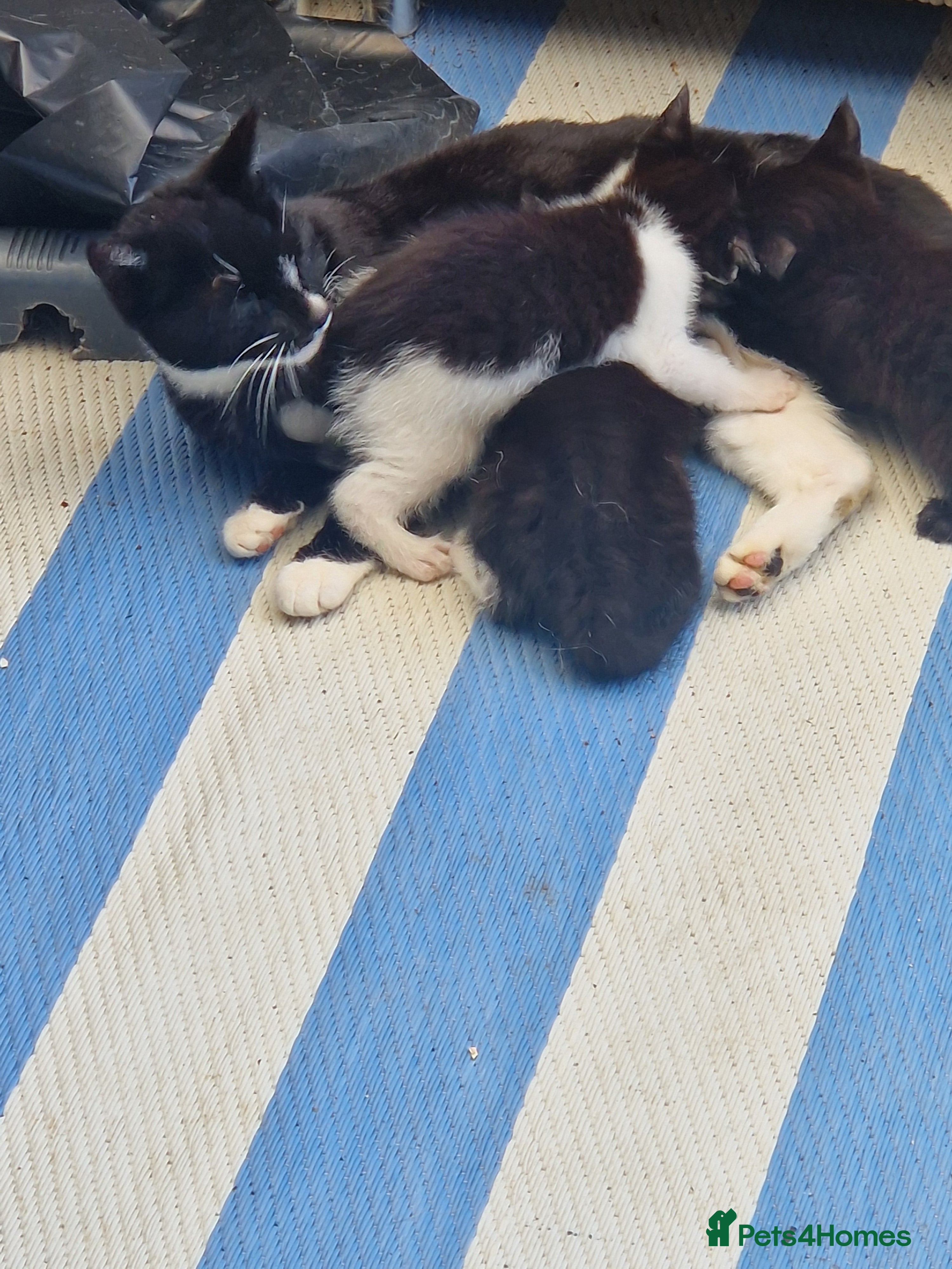 Mixed Breed cats Kittens - Advert 1