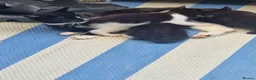 Mixed Breed cats for sale: Kittens in St. Ives - Advert 1