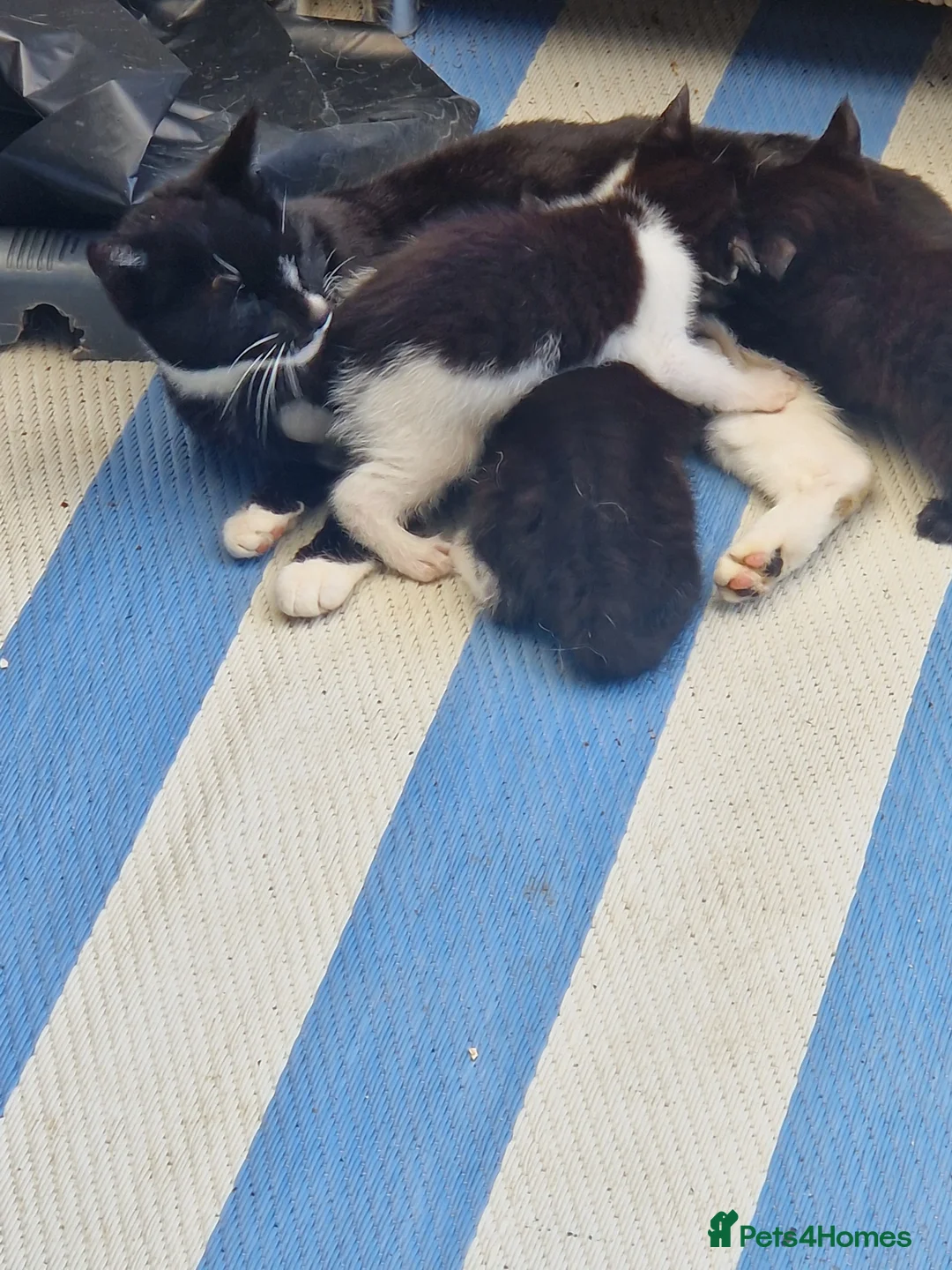 Mixed Breed cats for sale: Kittens in St. Ives - Advert 1