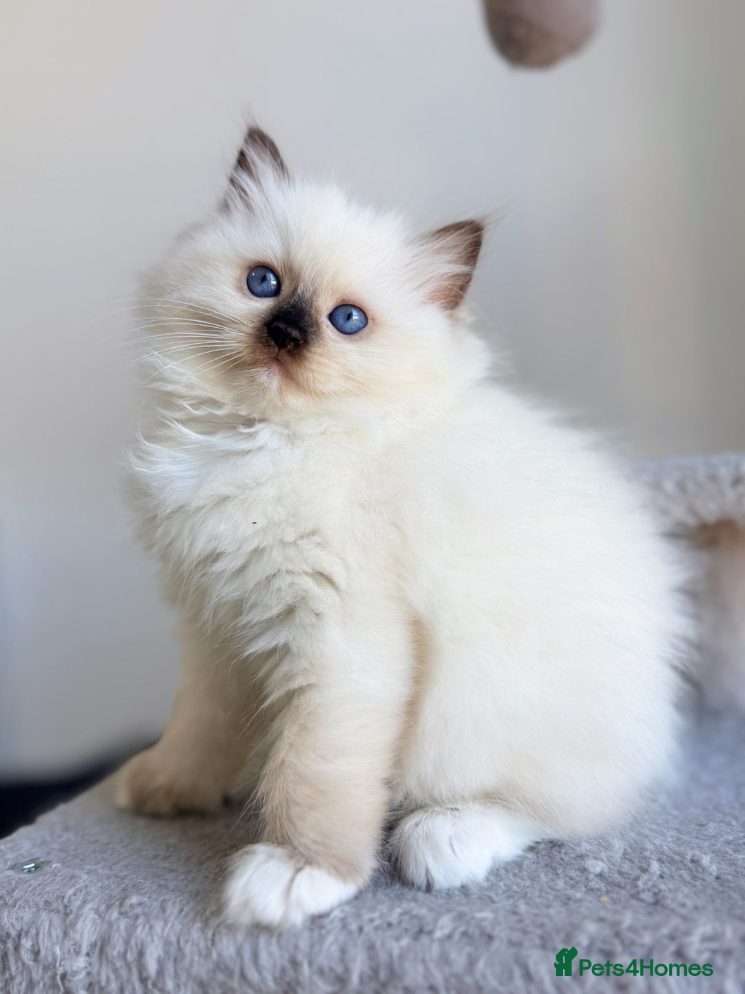 Ragdoll cats for sale: 💕 Beautiful Female Ragdoll 💕 - Advert 2