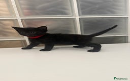 British Shorthair cats for sale: Black male kittens  - Image 9
