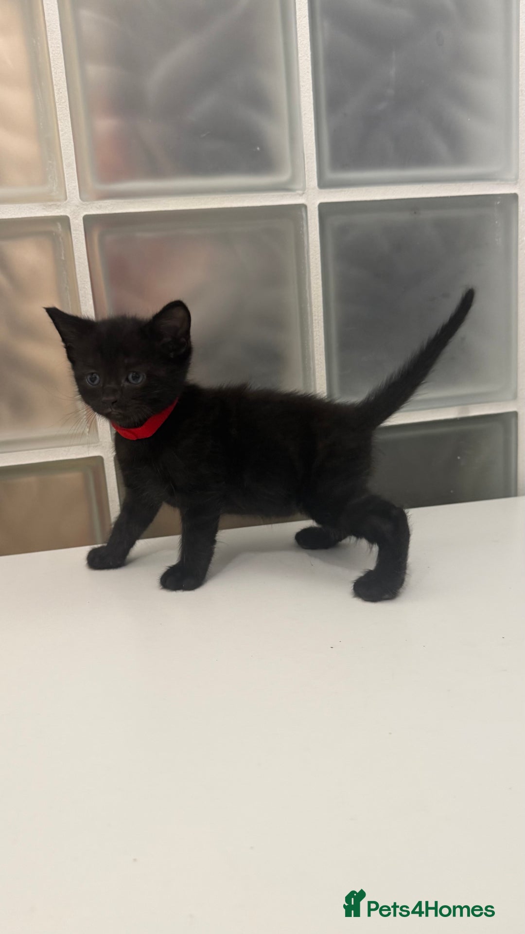 British Shorthair cats for sale: Black male kittens  - Image 9
