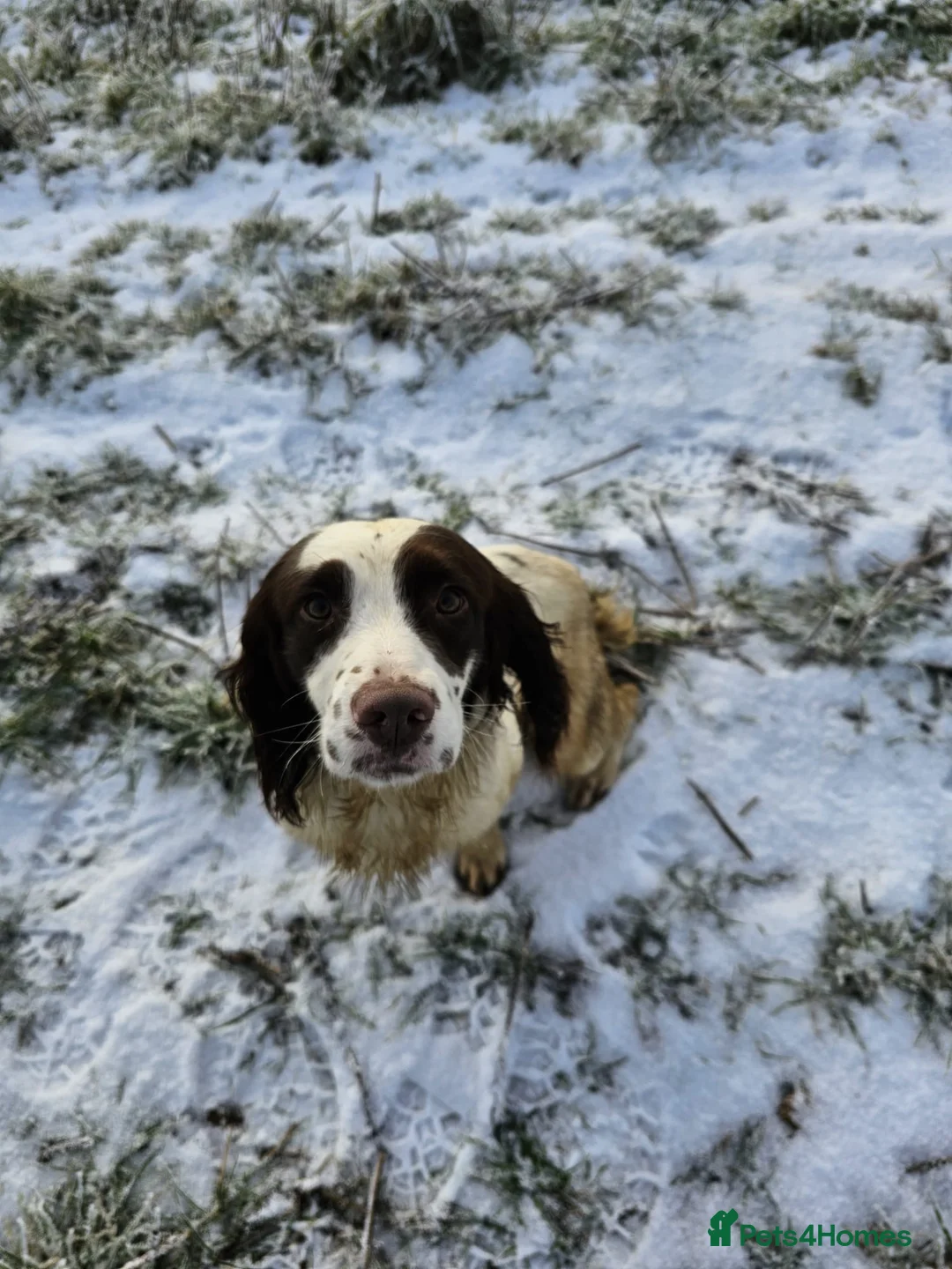 English Springer Spaniel dogs for stud: KC health tested. Hard hunting L&W ESS stud in Chesterfield - Advert 2