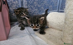 European cats for sale: 4 beautiful kittens looking for the New 🤎 home  - Image 6