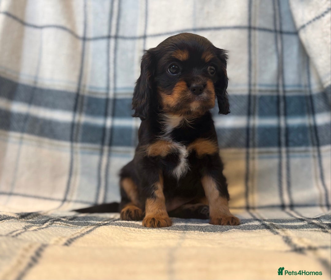 Cavalier King Charles Spaniel dogs for sale: 4 stunning B&t chocolate carrier cavaliers - Image 12