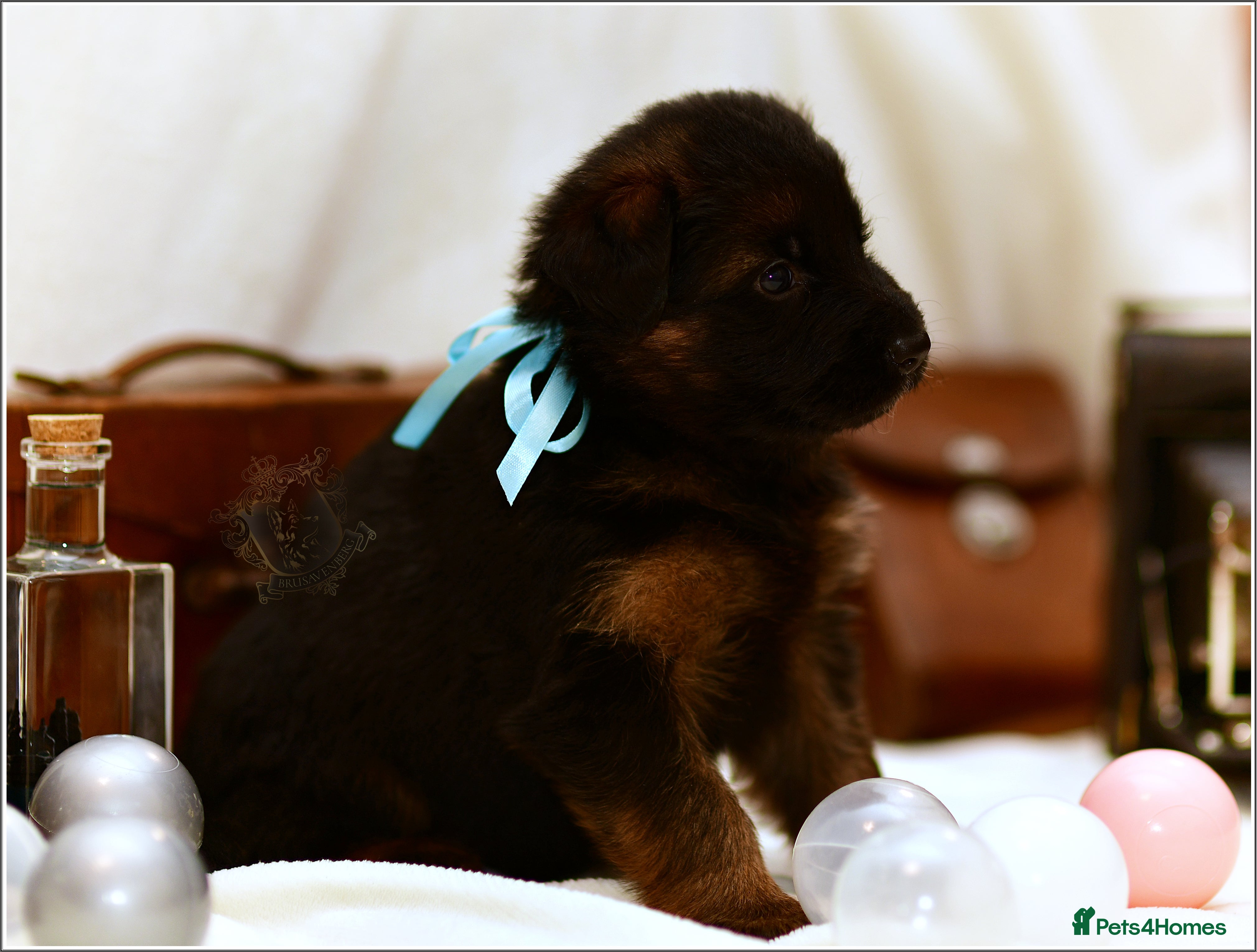 German Shepherd dogs LONGHAIRED SHOW TYPE GSD PUPPIES - Advert 18