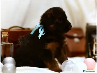 German Shepherd dogs LONGHAIRED SHOW TYPE GSD PUPPIES - Advert 18