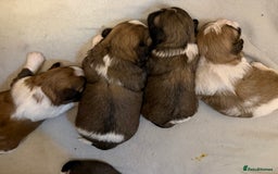 Mixed Breed dogs for sale: Teddy Bear Puppies - Advert 5