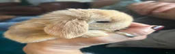 Mini Lop rabbits for sale: Stunning mini lop babies - fabulous temperaments  - Advert 1