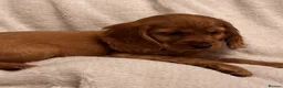Cocker Spaniel dogs for sale: Red Show Type Cocker Spaniel puppies  - Advert 14
