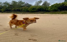 Chorkie dogs for sale: Small Fluffy Chihuahua Mix - Image 1